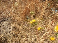 gale-20120725 160